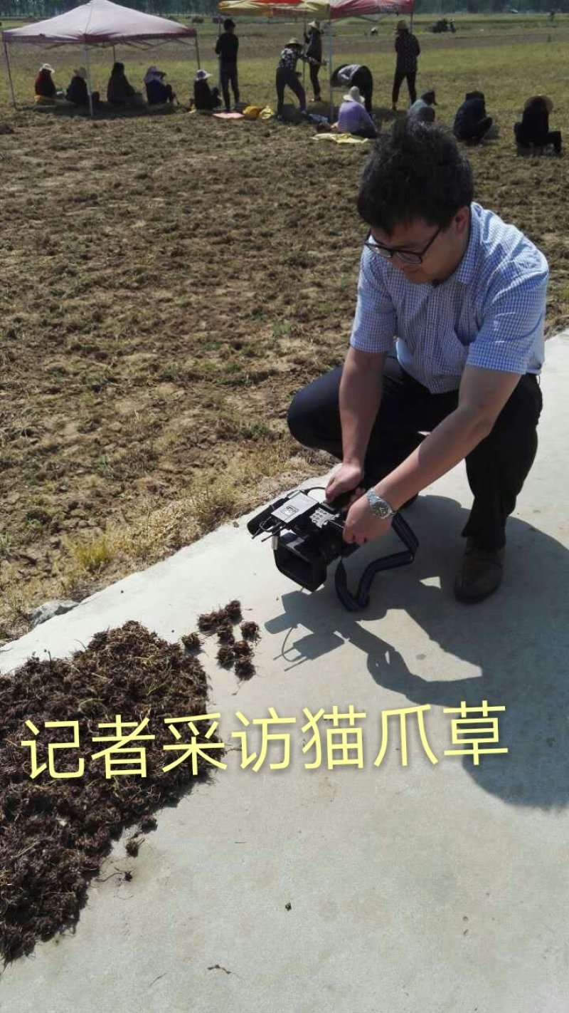 猫爪草中药材