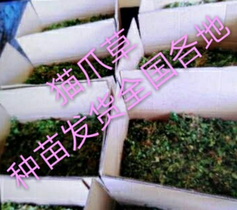 猫爪草中药材