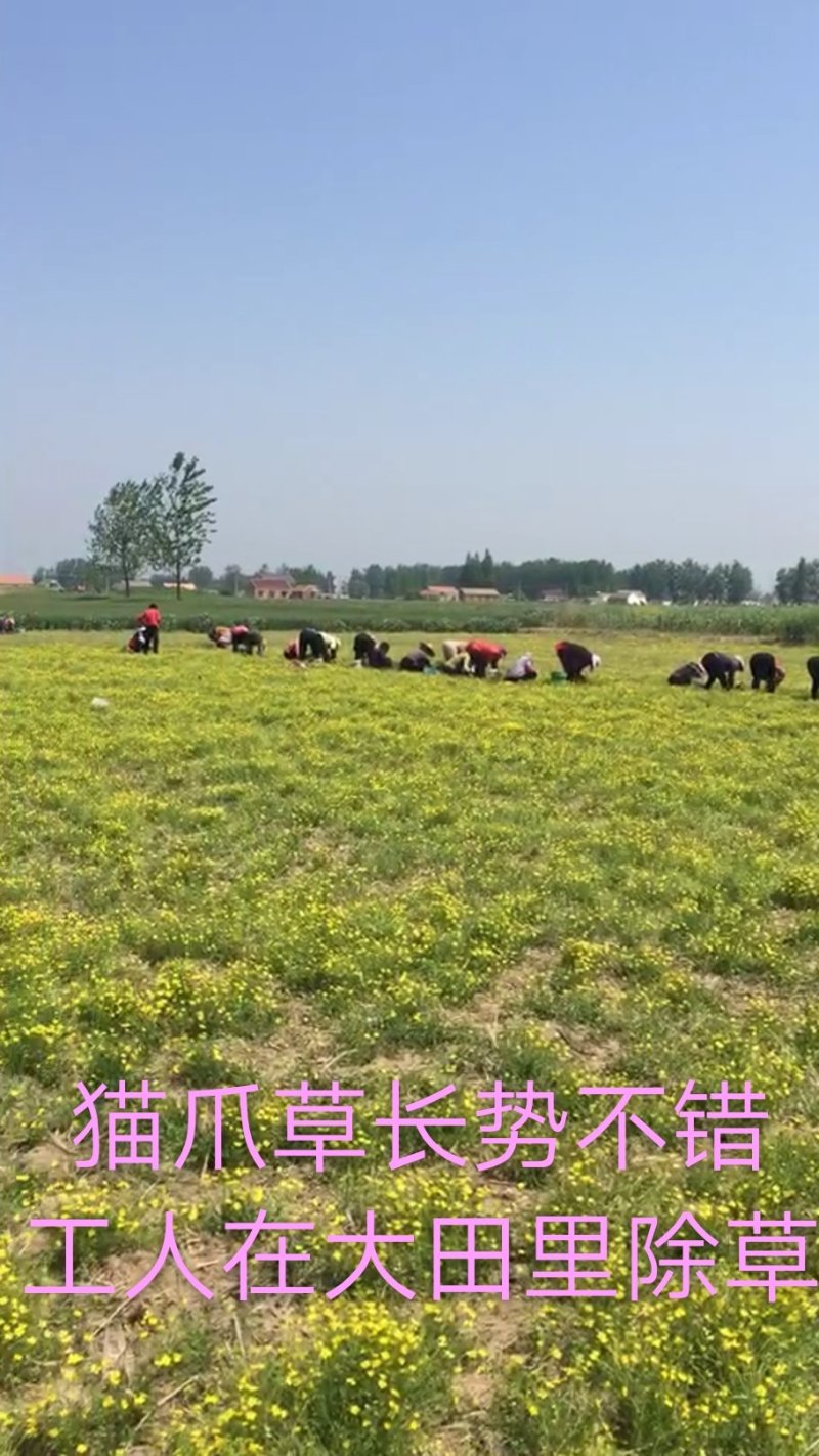 猫爪草中药材