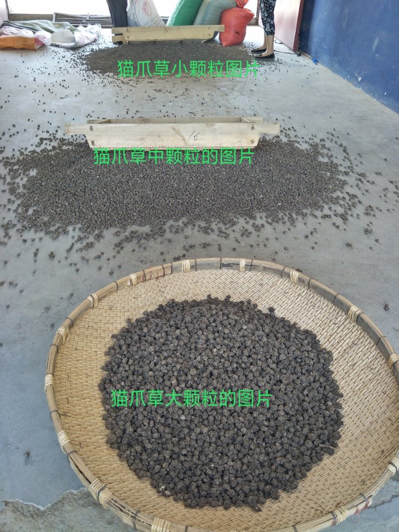 猫爪草中药材