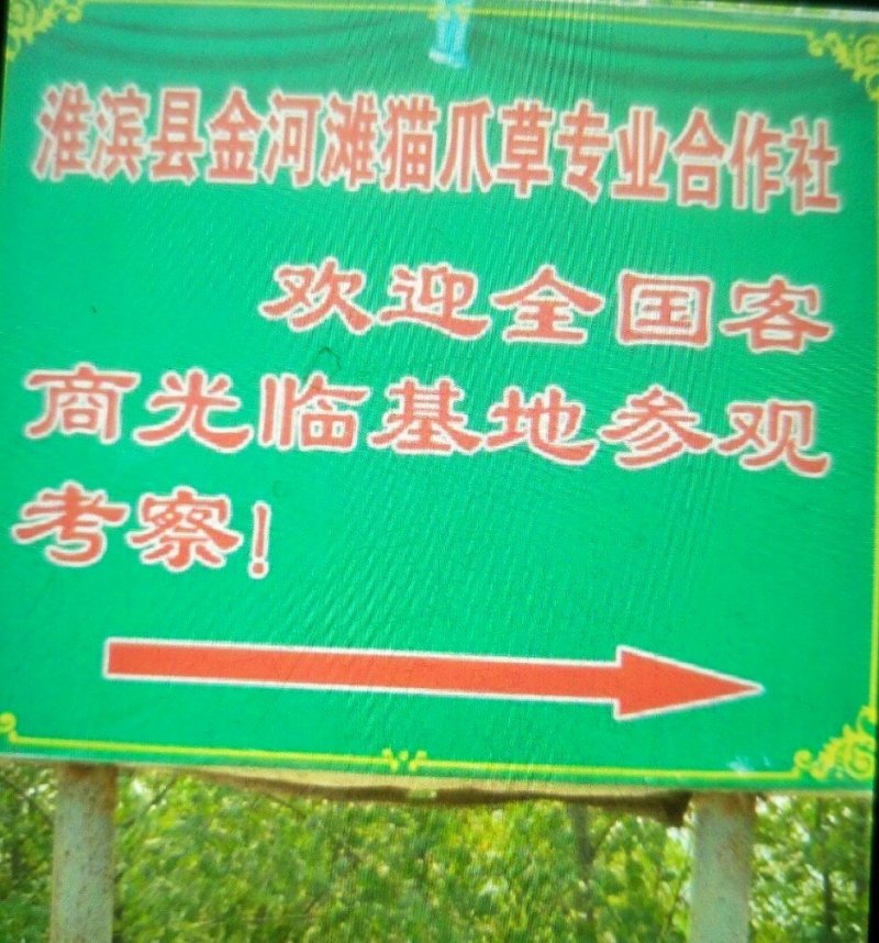 猫爪草中药材