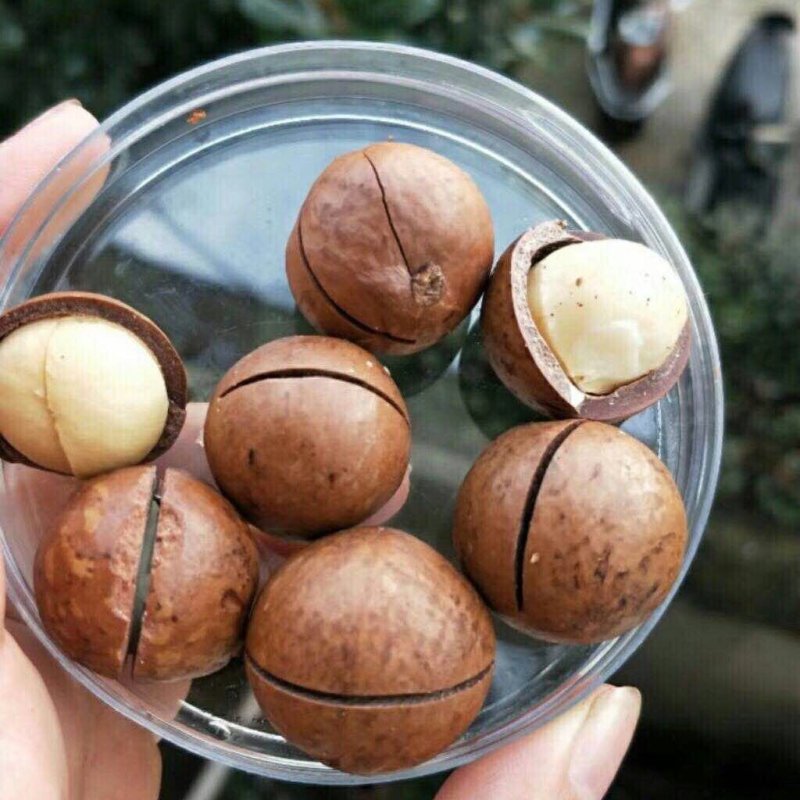 夏威夷果