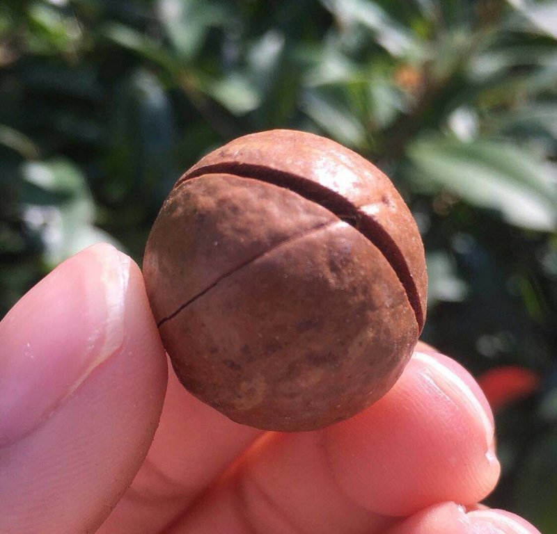 夏威夷果