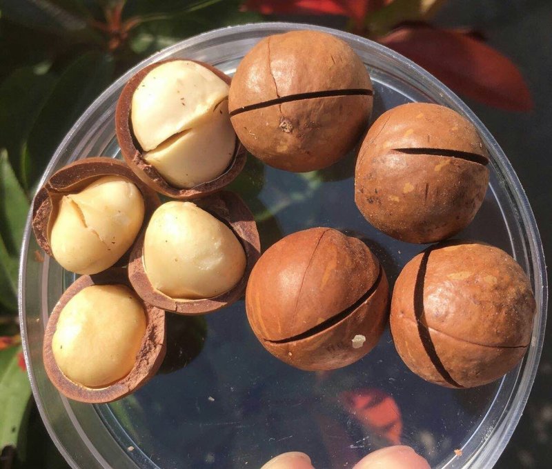 夏威夷果