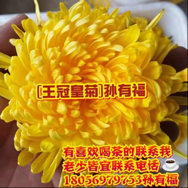 金丝黄菊