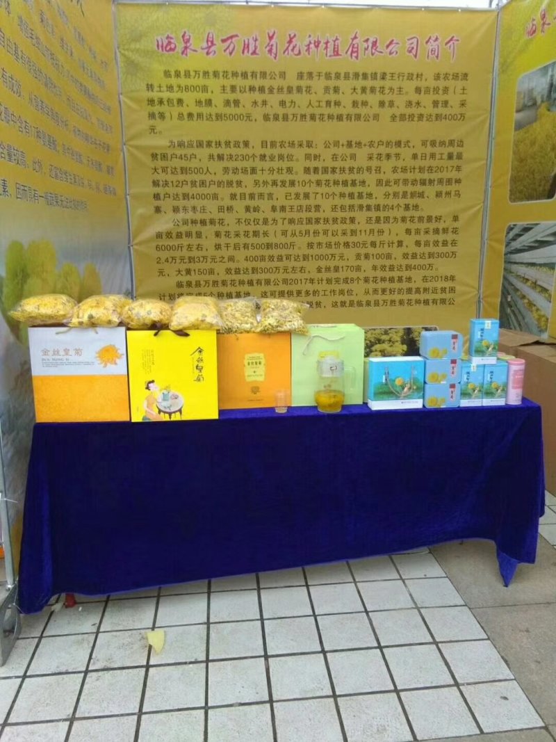 金丝黄菊