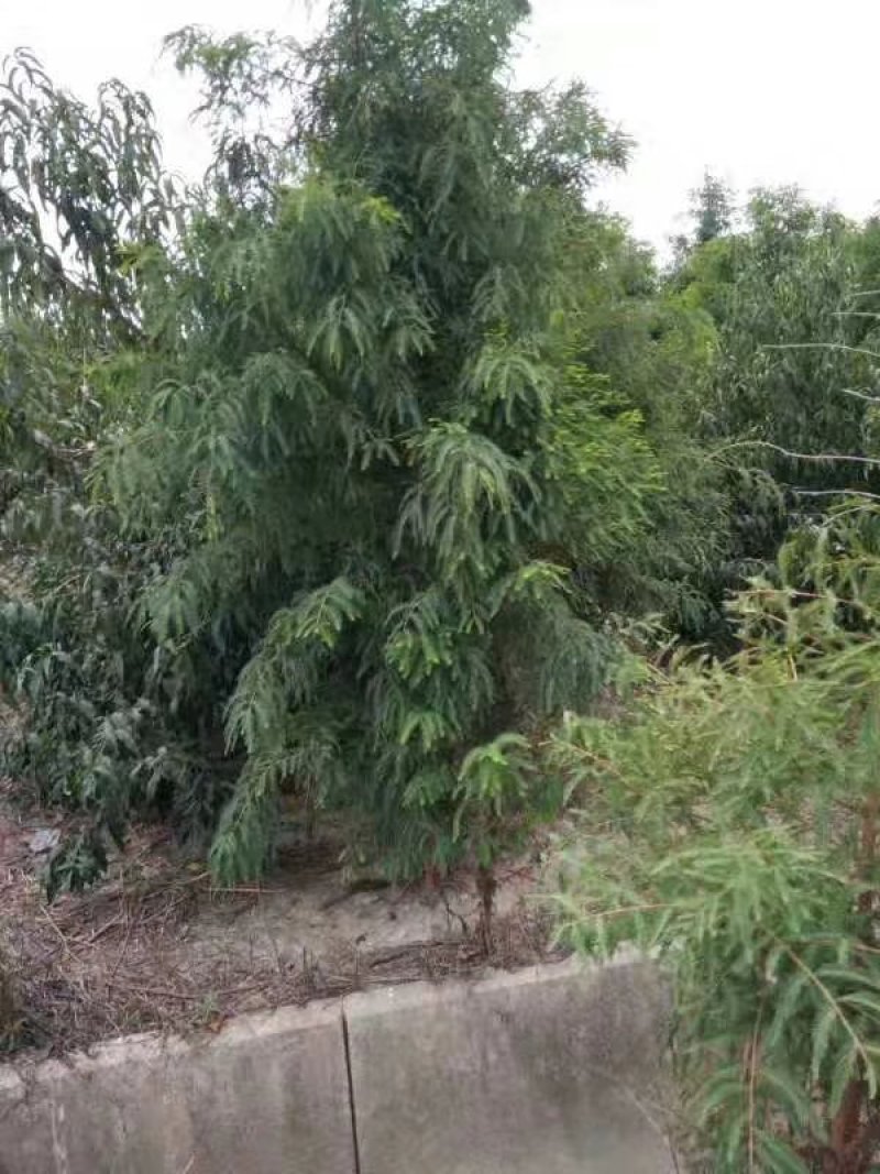 6/10中山杉