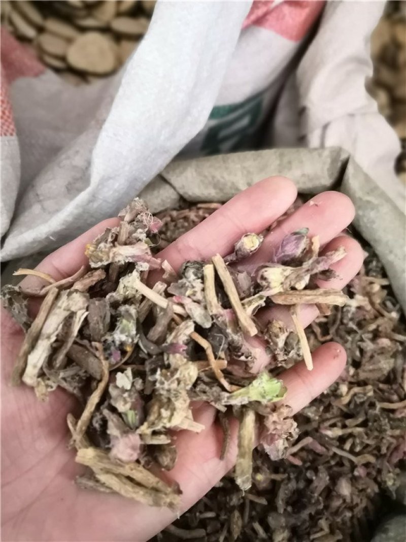 款冬花
