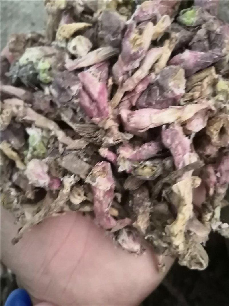 款冬花