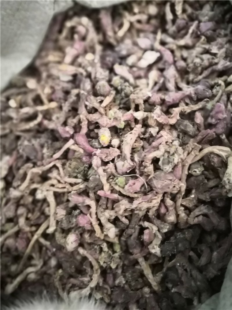 款冬花