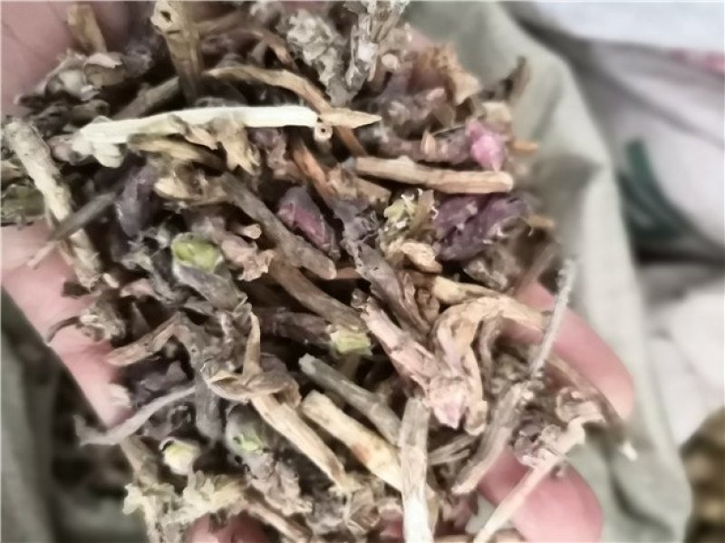 款冬花