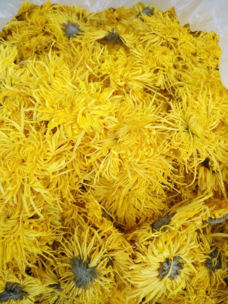 金丝皇菊