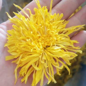 金丝皇菊