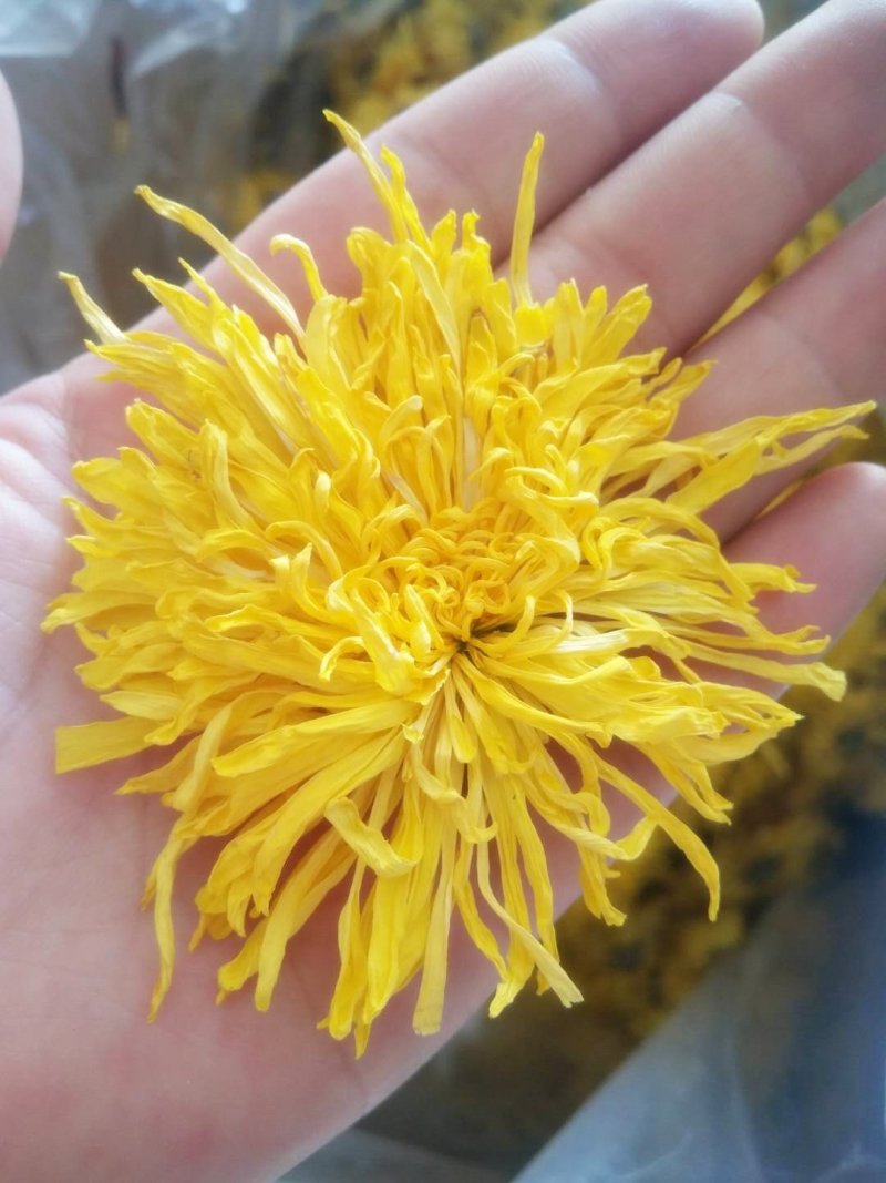 金丝皇菊