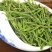安吉白茶
