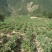 上千亩山地寻求绿色有机食品种植伙伴
