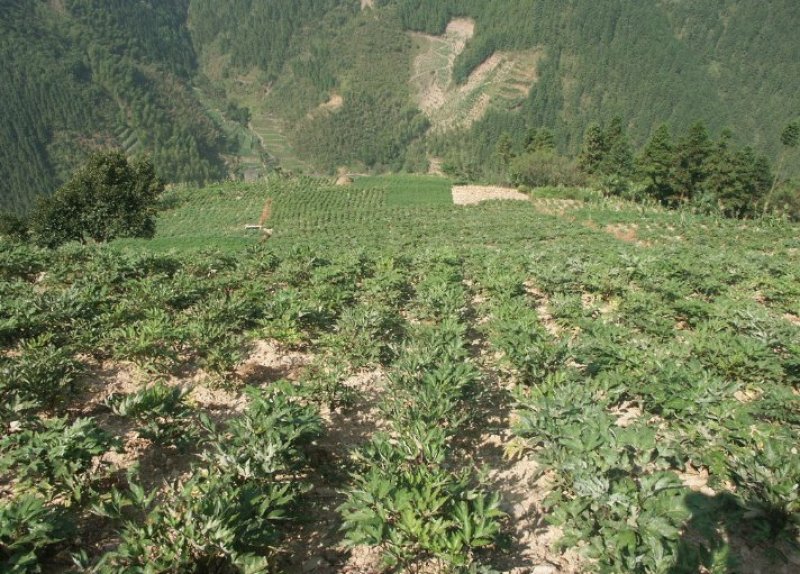 上千亩山地寻求绿色有机食品种植伙伴