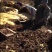 上千亩山地寻求绿色有机食品种植伙伴