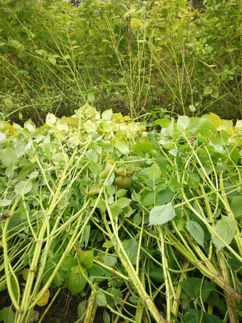 上千亩山地寻求绿色有机食品种植伙伴