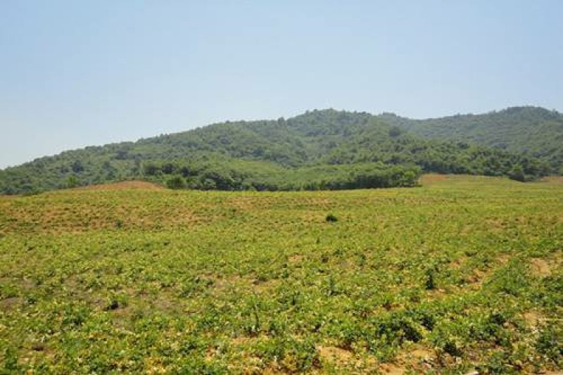 上千亩山地寻求绿色有机食品种植伙伴
