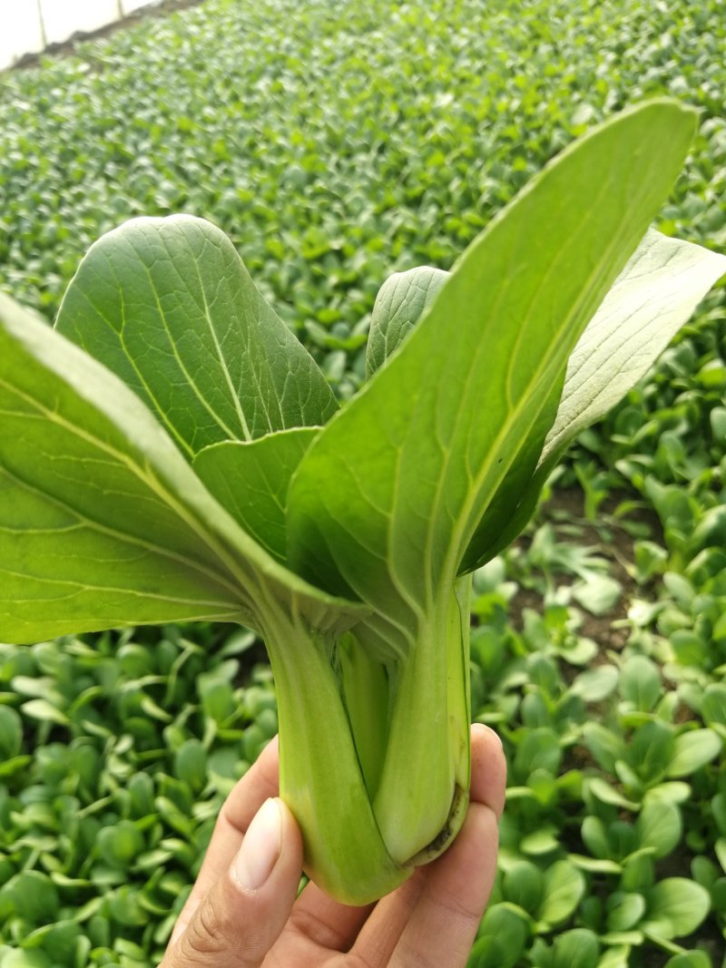 【优选】精品中棵上海青油菜基地直发价格便宜货源充足