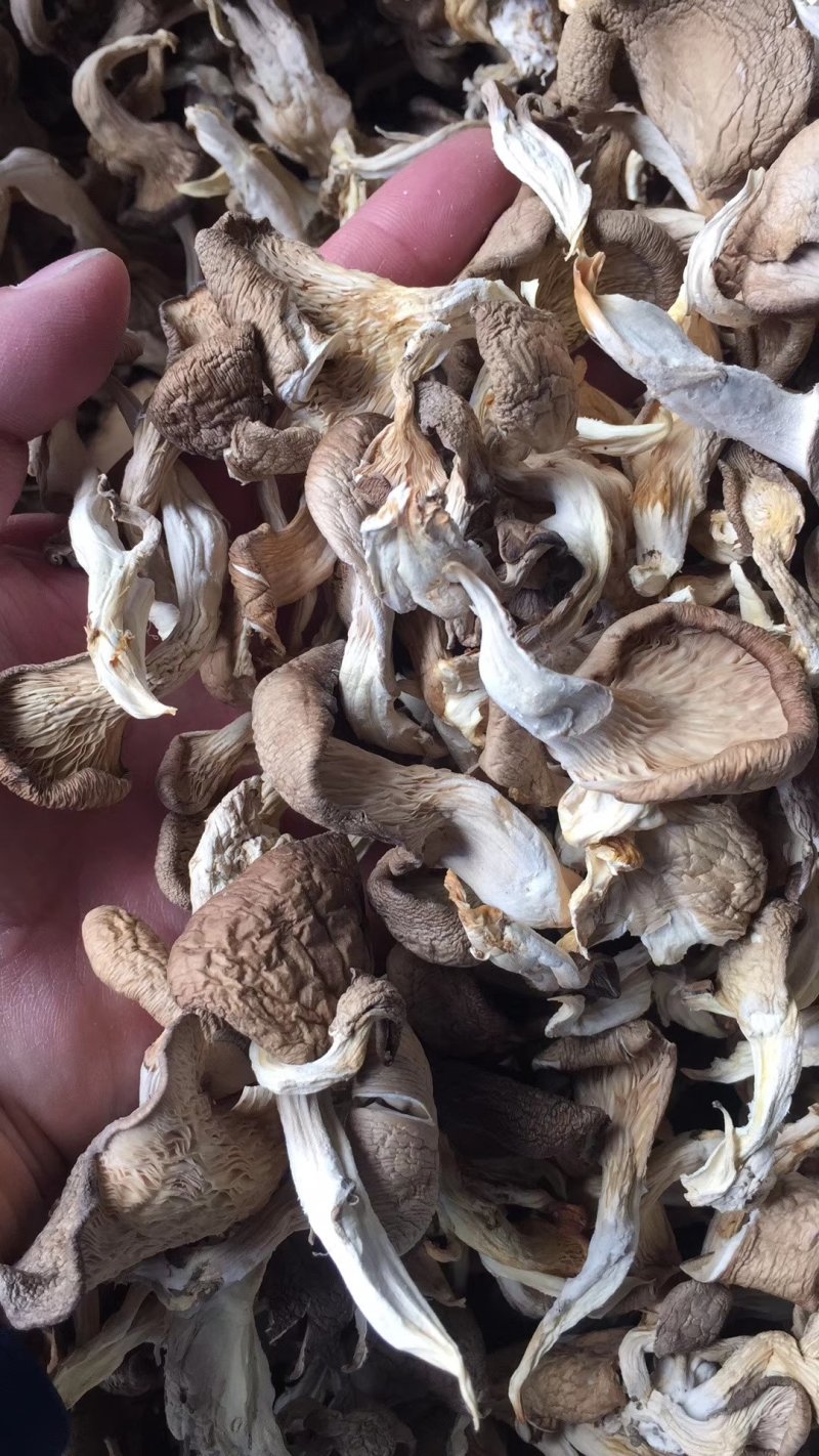 干平菇蘑菇河北干平菇鲍鱼菇食用菌