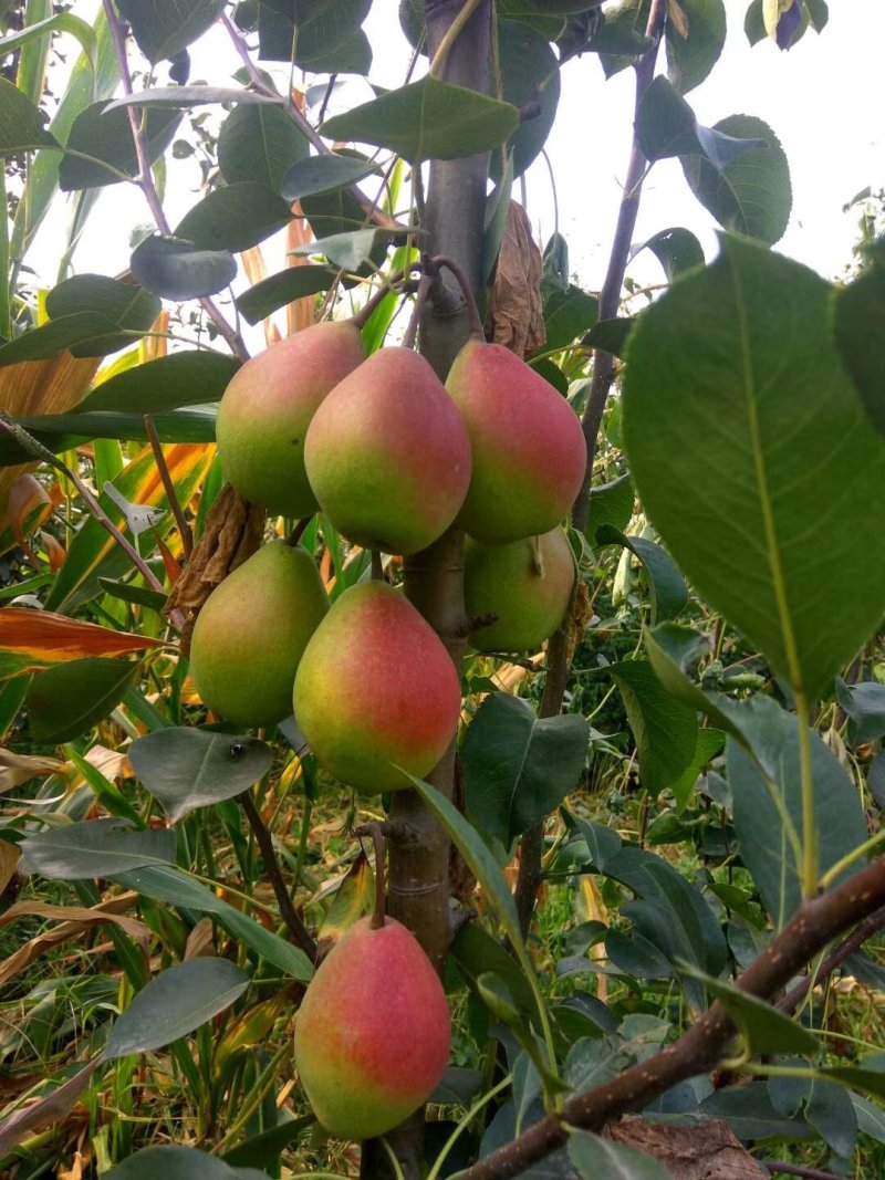 梨树苗黄金梨苗秋月梨苗9月成熟的梨苗品种
