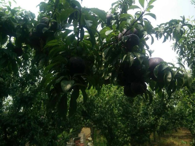 黑总统李子苗黑总统李子种植能发财