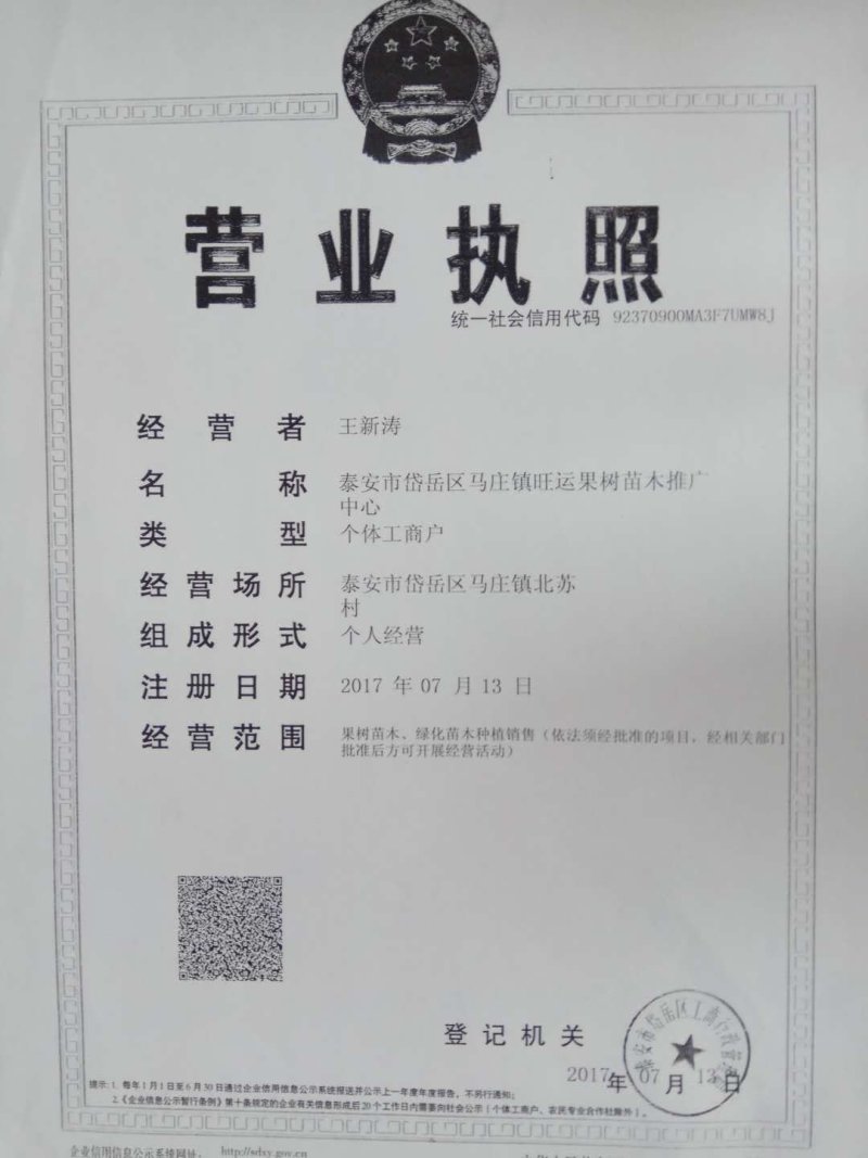 海棠种子98%以上种植苹果苗就选八棱海棠苗