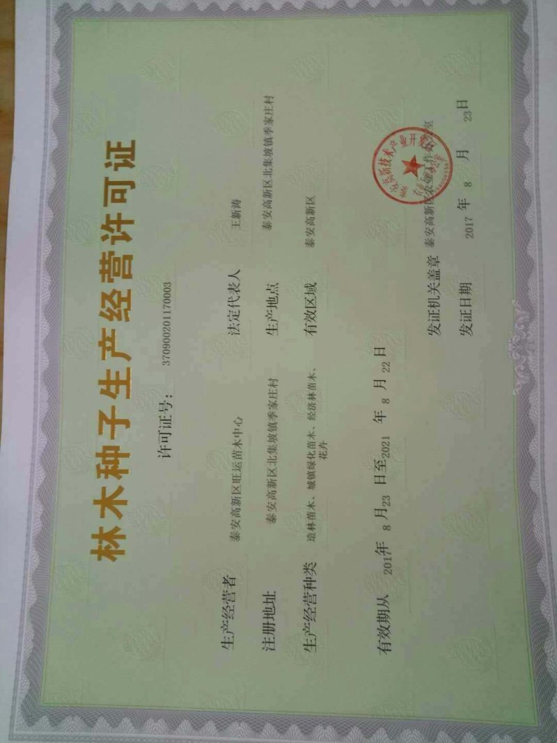 海棠种子98%以上种植苹果苗就选八棱海棠苗
