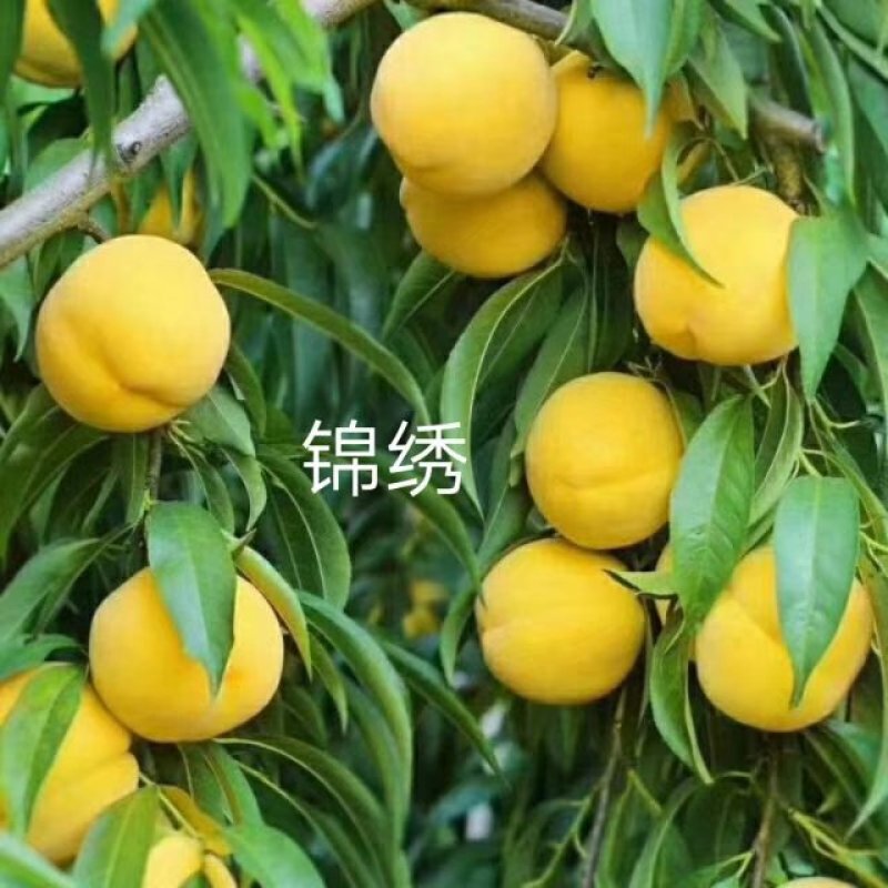 桃树苗新品种水蜜桃苗早春米蜜桃苗成熟期早黄金桃苗种植基