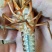 小龙虾，虾苗，虾种，成品虾