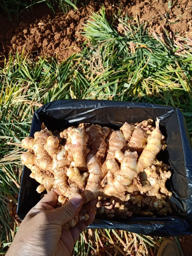 生姜，好货天天有，订单货