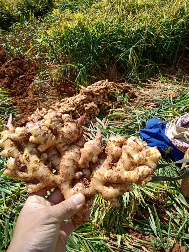 生姜，好货天天有，订单货
