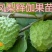 释迦种子新鲜饱满嫁接苗大量供应