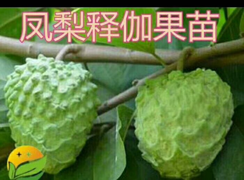 释迦种子新鲜饱满嫁接苗大量供应