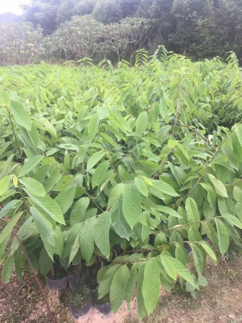 释迦种子新鲜饱满嫁接苗大量供应