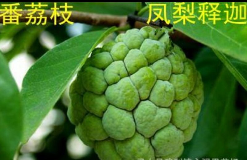 释迦种子新鲜饱满嫁接苗大量供应