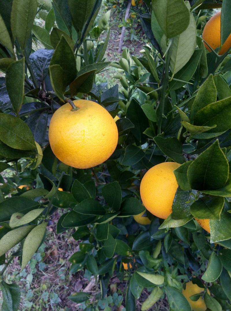 蜜橙