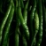各种辣椒