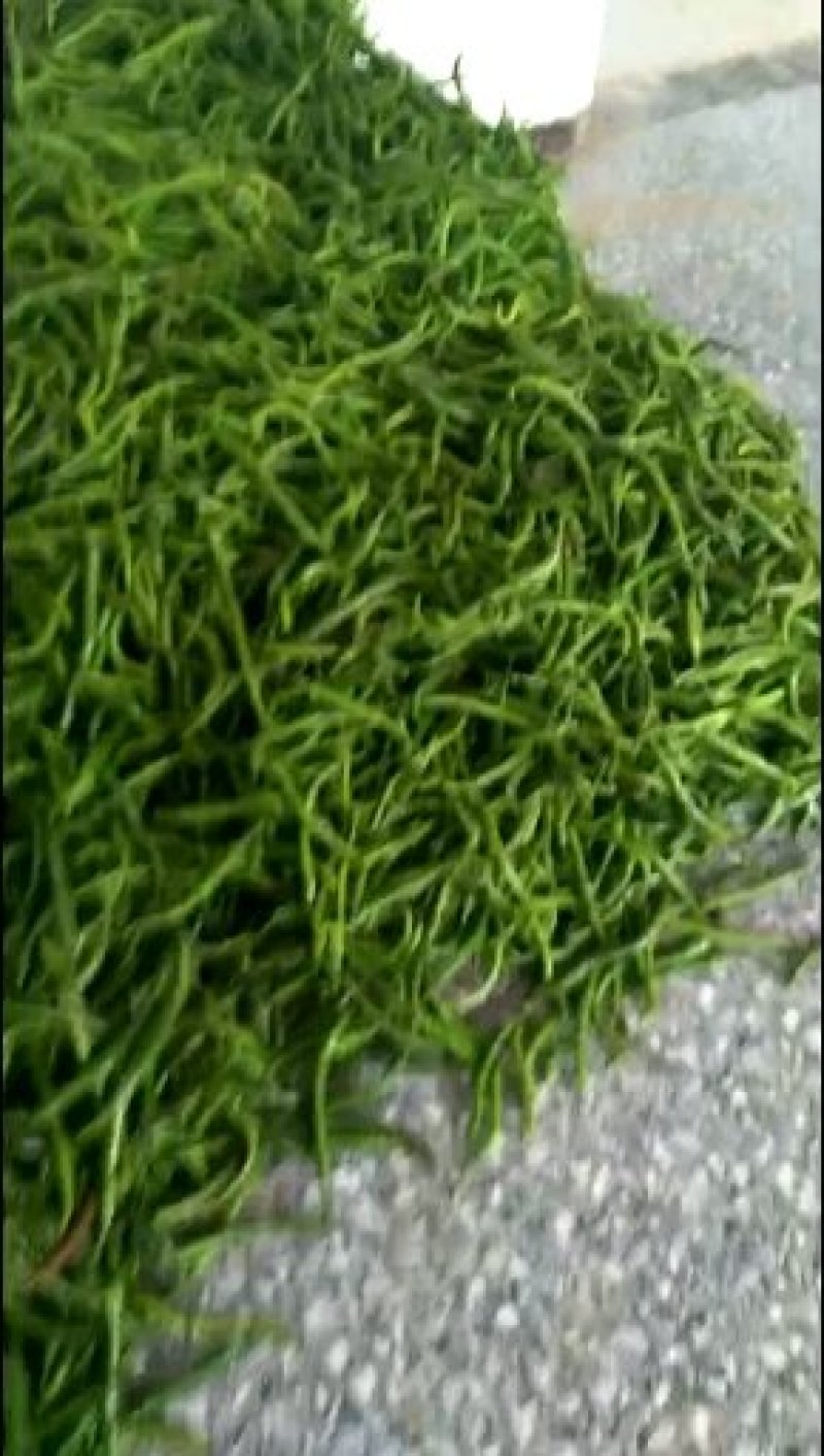 各种辣椒
