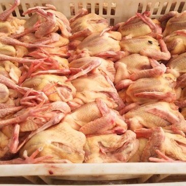 白条鸽