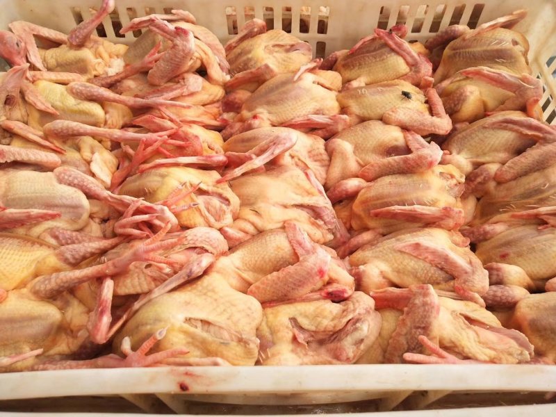 白条鸽