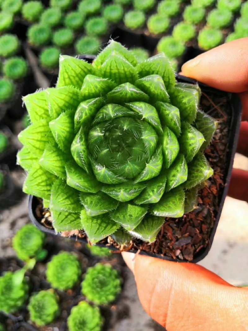 樱水晶玉露，