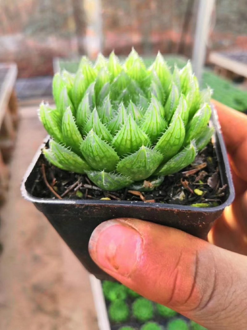 樱水晶玉露，