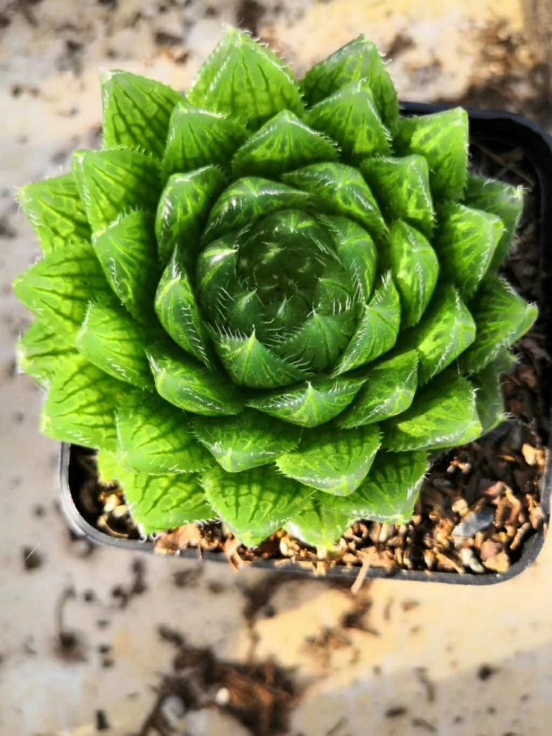 樱水晶玉露，