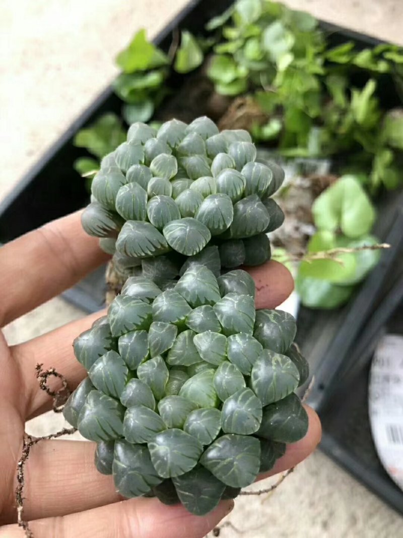 姬玉露