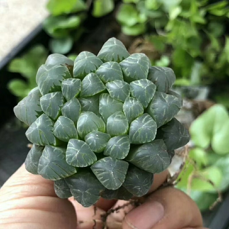 姬玉露