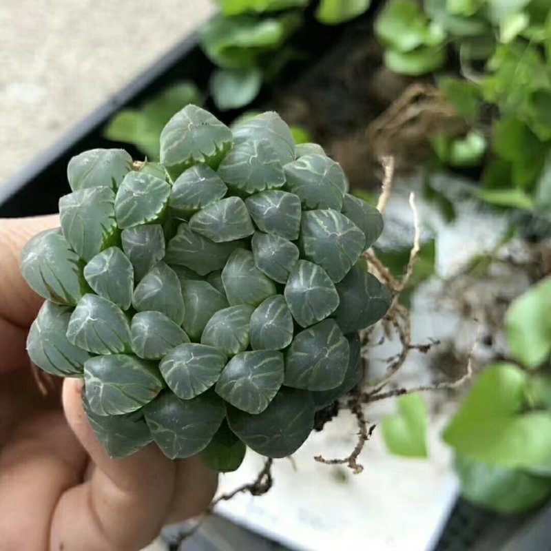 姬玉露