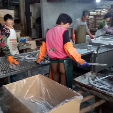 东海小眼带鱼，工厂直发，价格美丽，一件代发